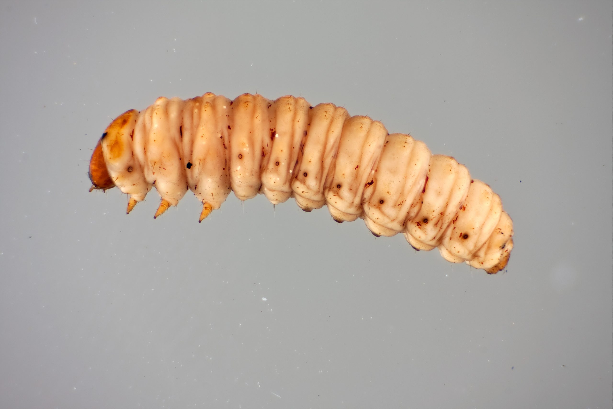 Moth Larva: (Cryptaspasma sp.). Specimen submerged in 90% ethanol. Illuminated from top and sides. Exposure: ISO 100, 1/200 sec. with 1/4500 sec. flash burst.