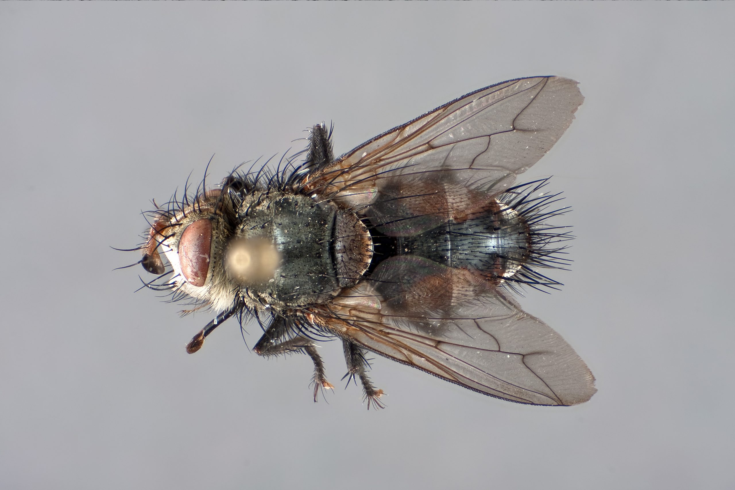 Fly: Dry, pin-mounted specimen c.10mm long. K2 Distamax with CF-2 Objective. Top lighting only. Exposure: ISO 100, 1/200 sec. with 1/4500 sec. flash burst.