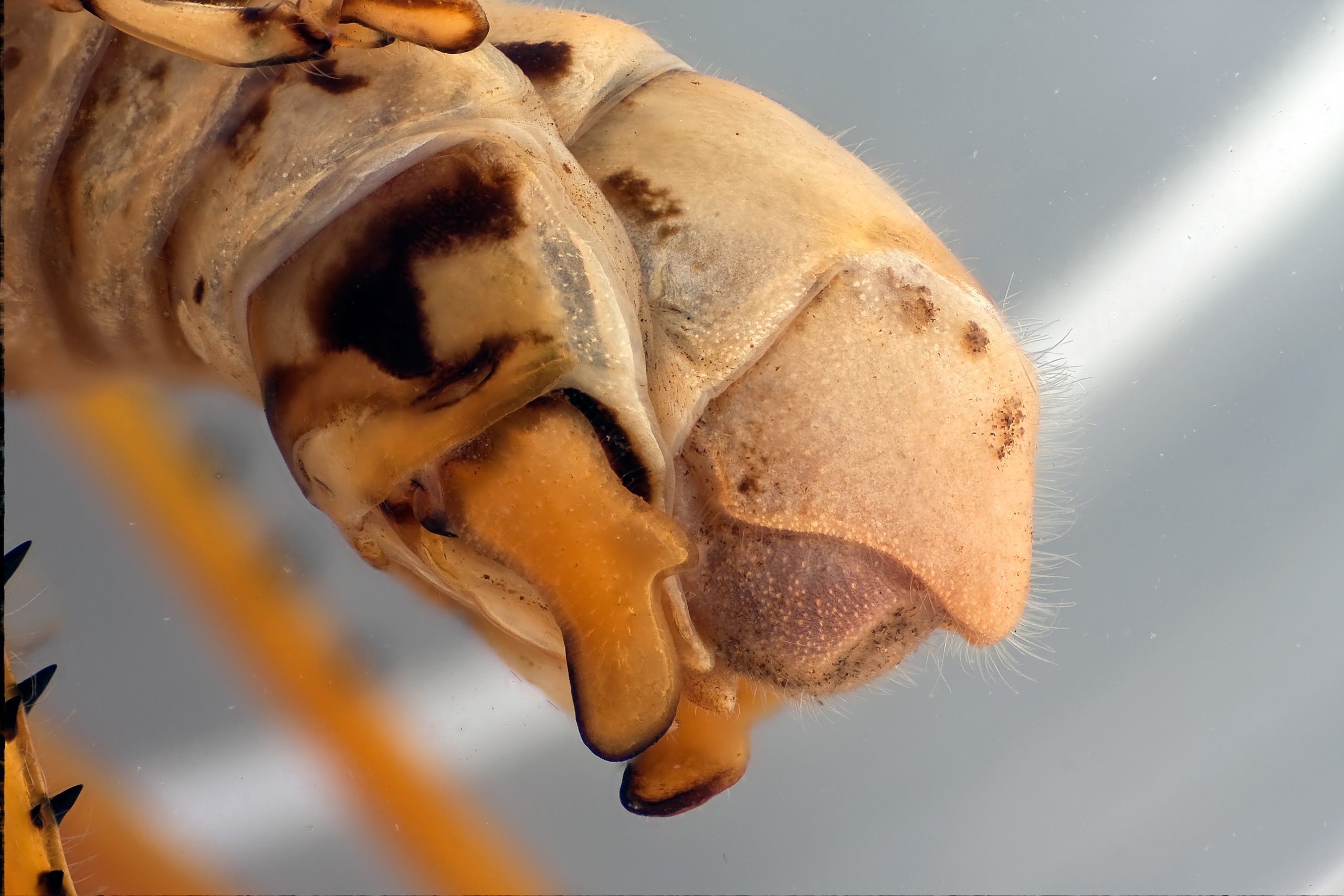 Male Grasshopper Reproductive Organ: Specimen submerged in 90% ethanol, showing 4mm field of view. K2 DistaMax with CF-3 Objective Illuminated from top and sides. Exposure: ISO 100, 1/200 sec. with 1/4500 sec. flash burst.