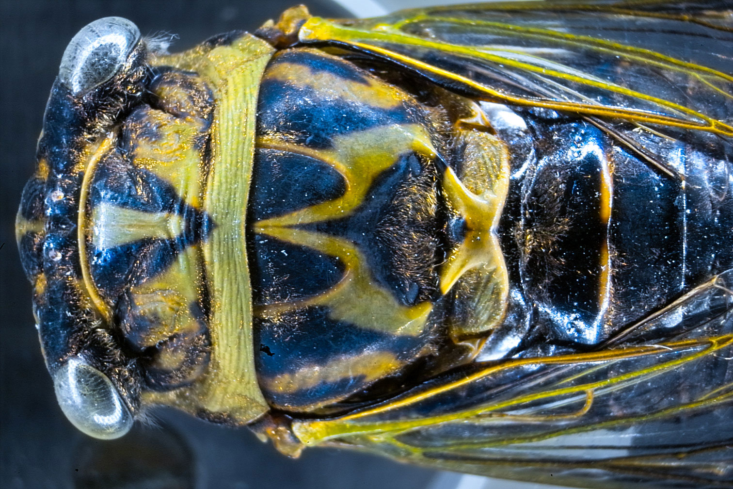 Cicada