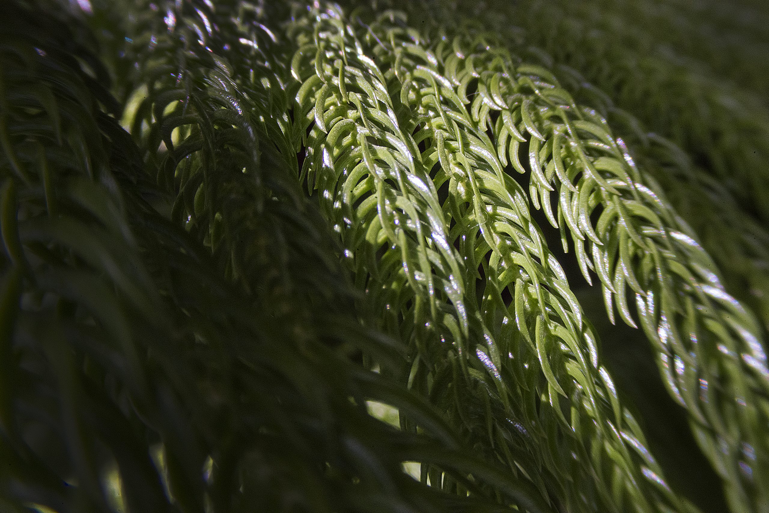 MikroMak Series - Infinity Photo-Optical Company