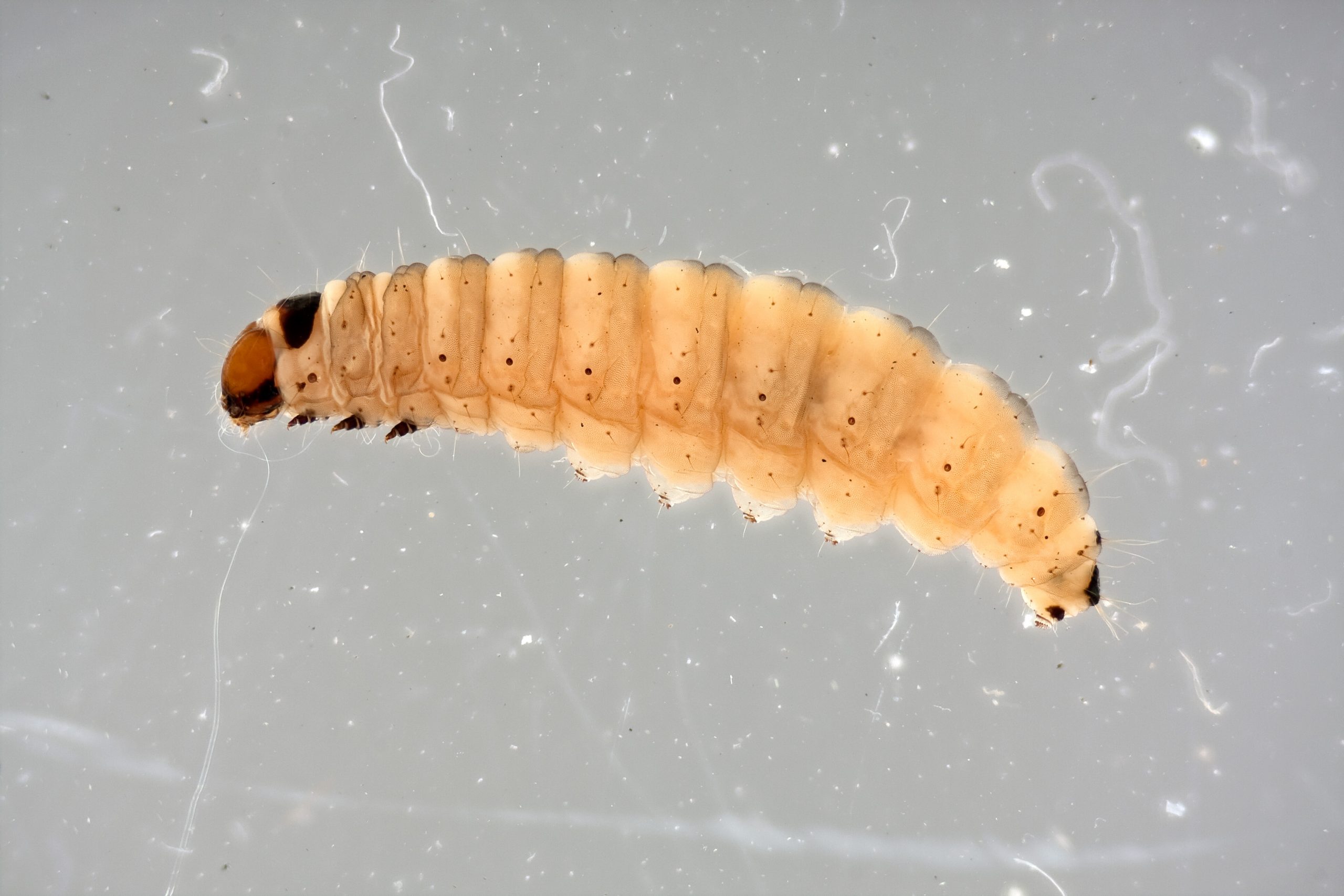 Thistle Moth Larva: Specimen submerged in 90% ethanol, approximately 8mm long. Illuminated from top and sides. Exposure: ISO 100, 1/200 sec. with 1/4500 sec. flash burst.